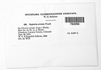 Parastagonospora avenae image